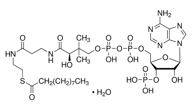 Decanoyl-CoA monohydrate