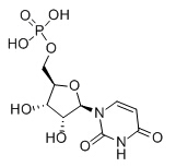 Uridine 5'-monophosphate